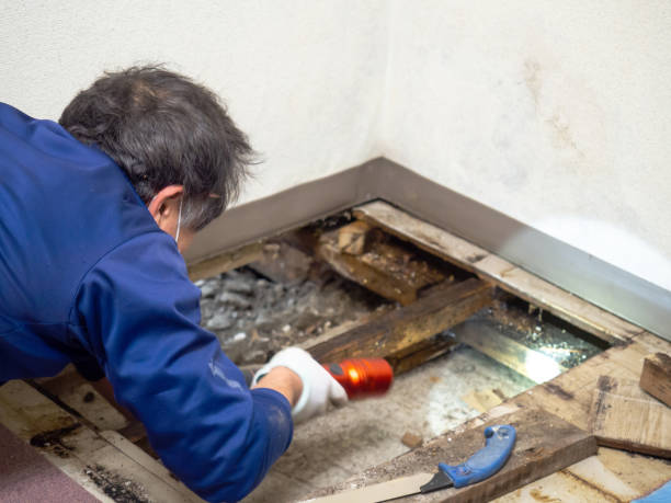 Best Black Mold Removal  in Bellefonte, PA
