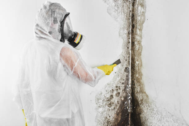 Best Commercial Mold Removal  in Bellefonte, PA